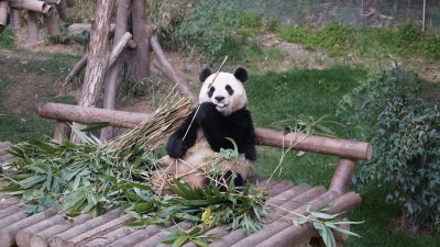 3月3日，旅韩大熊猫“福宝”在韩国三星爱宝乐园熊猫世界内吃竹子。当天是“福宝”与公众见面的最后一天。（图取自中新社）