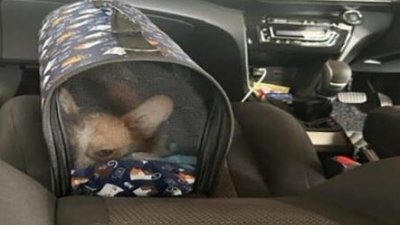 走私的柯基犬被发现藏在被告车里的宠物运输箱。