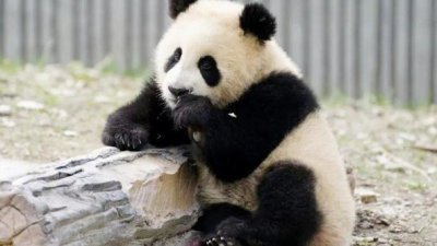 肠梗阻并发肠套叠首例　大熊猫“青糍”抢救无效去世