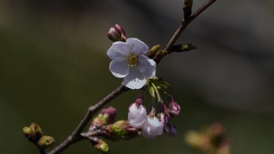 靖国神社内作为东京樱花开花标准的标本树，周五已有11朵樱花开放，达到宣布开花的标准。（图取自法新社）
