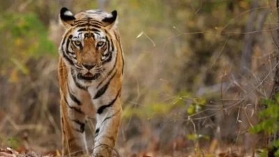 马来亚虎等掠食动物近期频频出没，引起居民担忧。