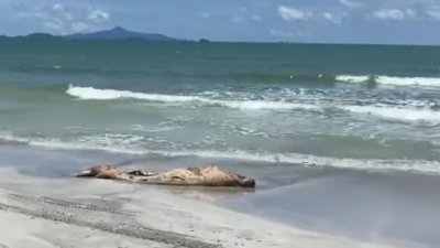 一头死因不明的儒艮残尸被海浪冲上岸，被露营爱好者发现。(视频截图)