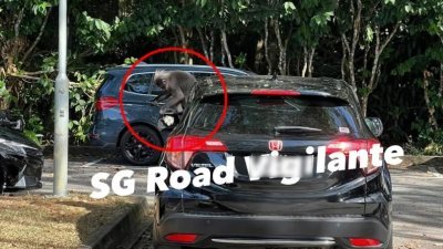 照片显示，车辆后视镜被野猴扒开。