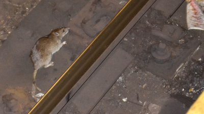 横行在纽约地铁的老鼠。（图取自网络）