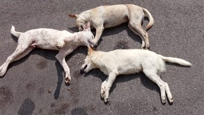 Sri Amber花园赤贫组屋发现20只流浪狗被毒死。