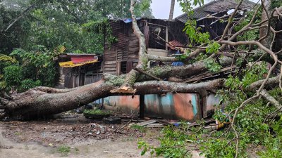 暴风雨侵袭霹雳司南马，造成一棵需2人才能环抱的大树倒下，压中民宅与车辆。