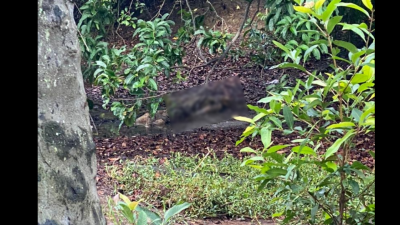 公众人士在南北大道阿罗邦苏休息站后方的丛林，发现一具高度腐化的尸体，据情向警方投报。