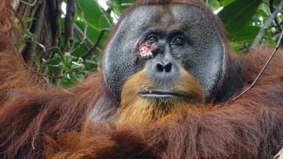 这张去年6月23日摄于印尼勒塞尔火山国家公园的图片，显示了成年雄性红毛猩猩“拉库斯”的脸部有一个伤口。（图取自法新社）