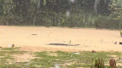 中国广东省中山市神湾镇特大暴雨导致鳄鱼养殖场外墙崩塌，4条鳄鱼一度逃出场外，目前已经全部抓回。（图取自央视微博）