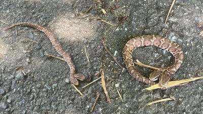日本北九州市八幡西区的山上，发现死去的日本双头蝮蛇。（图取自社交媒体X平台）