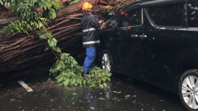 槟岛中路一棵大树轰然倒下，砸中一辆行驶中的保姆车。