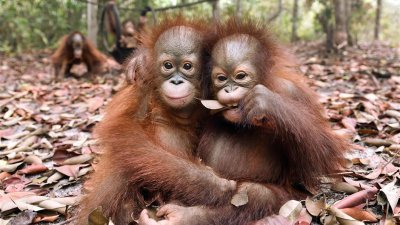 在中加里曼丹康复中心玩耍的人猿宝宝。（图取自Borneo Orangutan Survival Foundation/法新社档案照）