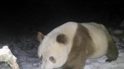 1月17日，红外相机距离捕捉到一只健康成年棕色大熊猫在雪地中悠闲踱步的身影。（图取自陕西长青国家级自然保护区/中新社）