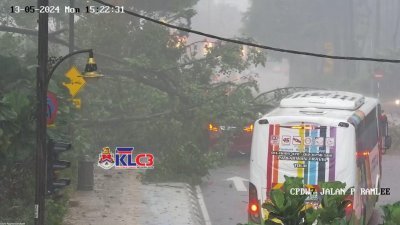 KL市中心再发生树倒　一车被压中！