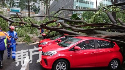 午后暴风雨　隆市5区发生树倒事件