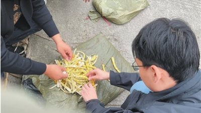10月12日，中国四川马边县某竹笋收购商向《人民日报》记者展示使用硫磺熏制过的鲜笋。（图取材自人民网）