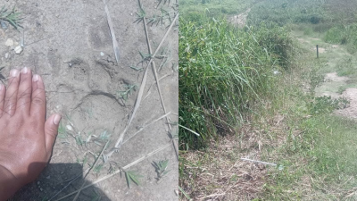 虎脚印照片上周三在社交媒体流传，引起宜力当地居民关注及担忧。（图取自网络）