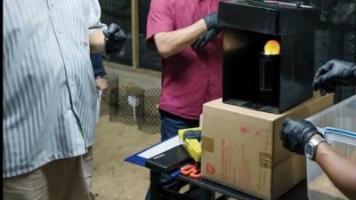  马来西亚渔业局总监拿督阿南胡申（左）日前在记者会上，公布登嘉楼马江取得的44枚龟卵经检测后证实全数未受精。（图取自黄渼沄面子书）
