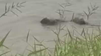 钓客及居民目击的鳄鱼在霹雳河面时沉时浮，露出黑中带蓝、布满鳞片的背部，估计体长约3公尺。