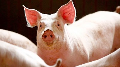 林建荣：大马猪肉政治与经济学