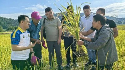 浮罗山背试种2公顷再生稻　吴俊益赴中国取经探索增产