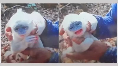 印尼志愿者在井里汶火山，被林火袭击的森林中救出一只出生仅约一周、脐带尚未脱落的濒危爪哇苏里利猴幼崽。（图截自Herman Suryatman Instagram账号）
