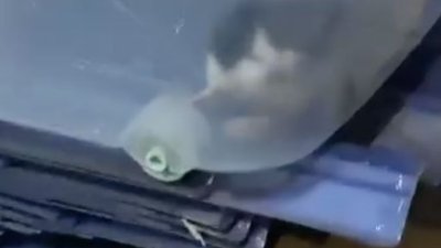 幼猫躲在箱子角落不断鸣叫。（图取自社交媒体）