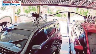新山多个住宅区出现猴患，居民反映，野猴甚至闯入住家，爬上汽车车顶。（图取自社交媒体）