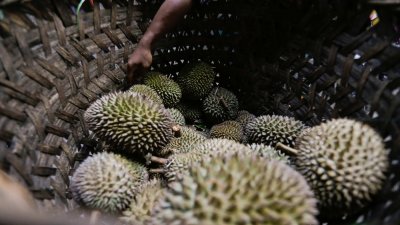 图取自《马来邮报》