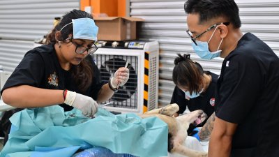 新山市政局周三举办第6场绝育活动，为200只流浪狗进行结扎手术。（新山市政局提供）