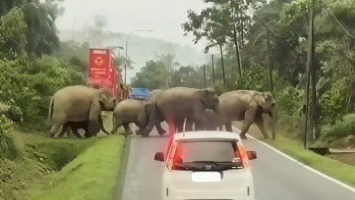 大象带著小象过马路。（图截自视频）