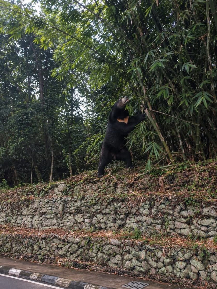 网传马来熊出没美拉华蒂住宅区 动保局证实“照片由AI生成”