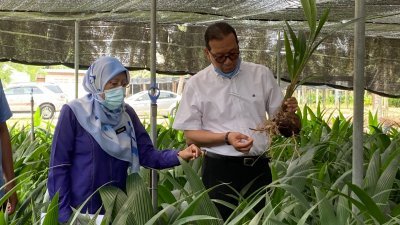 娜塔莎（左）向三苏峇里解释班兰香椰的种植法。