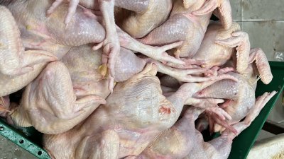 市场上肉鸡短缺，令不少民众改买甘榜鸡“应急”。