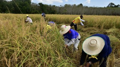 2021年2月18日，泰国南部陶公府的农民在稻田里收割水稻。（图取自法新社档案照）　