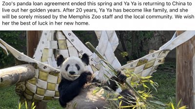 孟菲斯动物园当地时间周三在社交媒体发表声明，旅居美国20年的大熊猫“丫丫”当天启程离开动物园返回中国。（图取自推特/Memphis Zoo）
