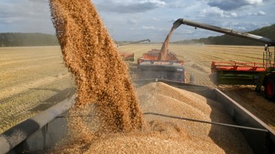 2022年9月8日，在俄罗斯鄂木斯克地区索利亚诺耶村附近收割期间，联合收割机将小麦装入货车。（图取自路透社档案照）