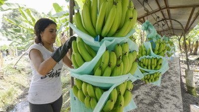 除了气候变化加剧病菌传播外，香蕉种植业者还面临化肥、能源和运输成本上涨以及寻找足够工人的压力。（图取自法新社档案照）
