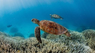 澳洲大堡礁正面临8年来第5次大规模白化事件。（图取自THE UNDERTOW OCEAN & DIVERS FOR CLIMATE）